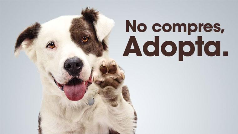 Certificado de adopcion de perros