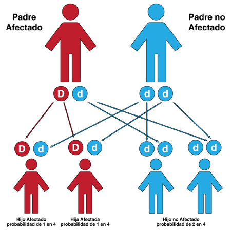 Herencia sin hijos